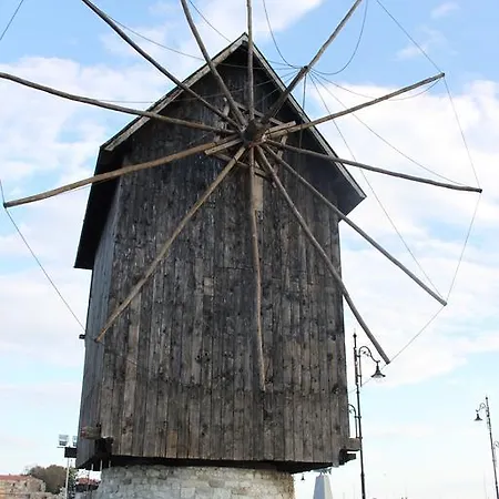 Abelia Regina サニービーチ