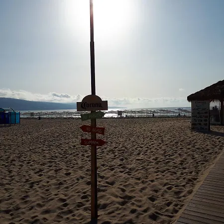 Abelia Regina * サニービーチ